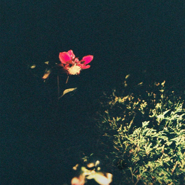 Flower cover art
