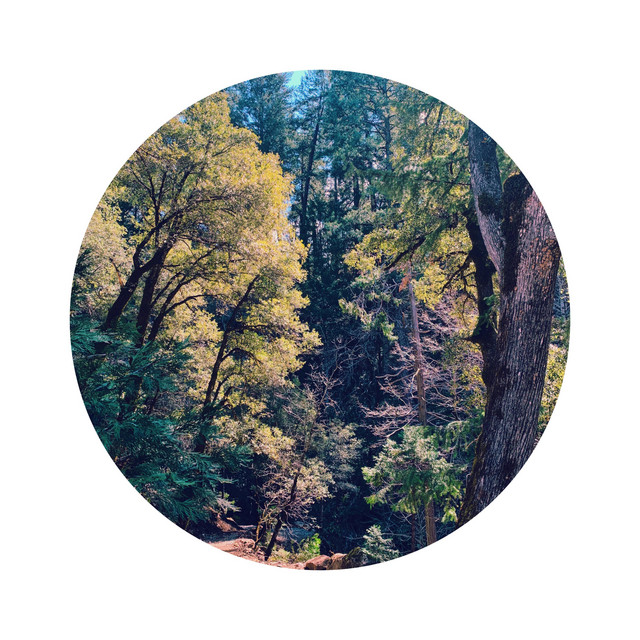 Monstera cover art