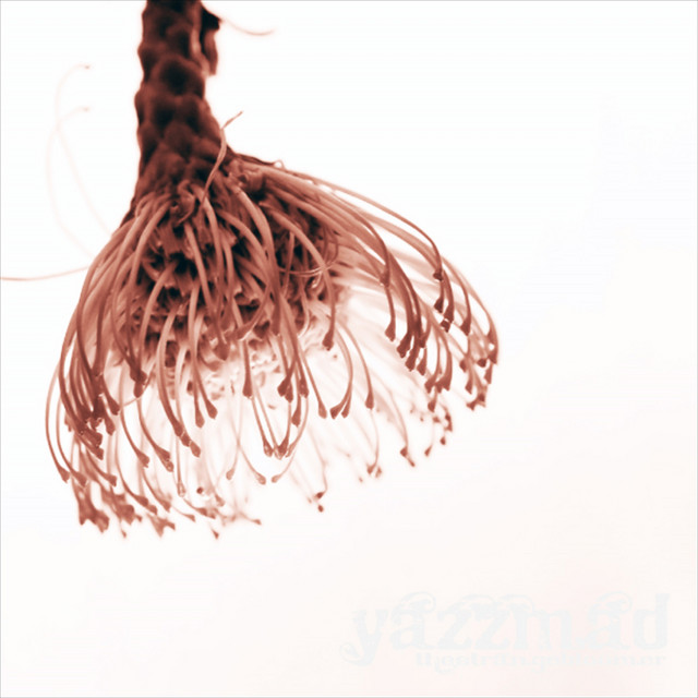 yazzmad cover art