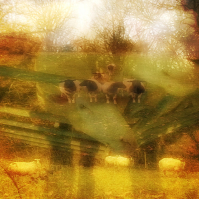 counting sheep cover art