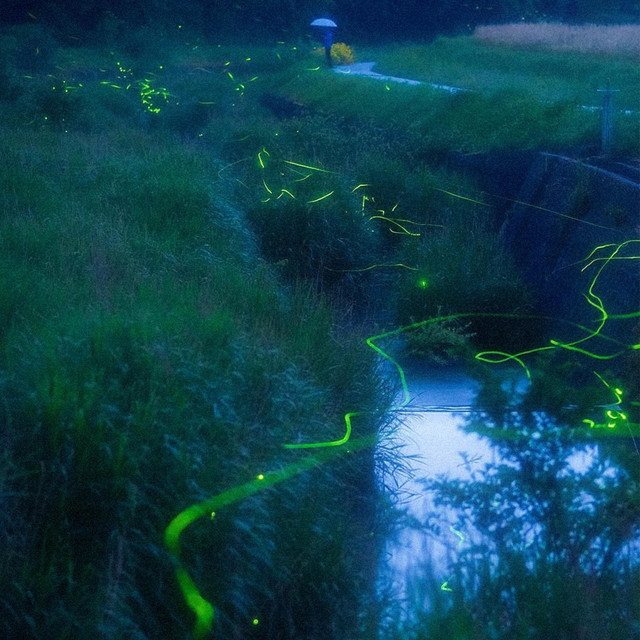 Glowworm cover art