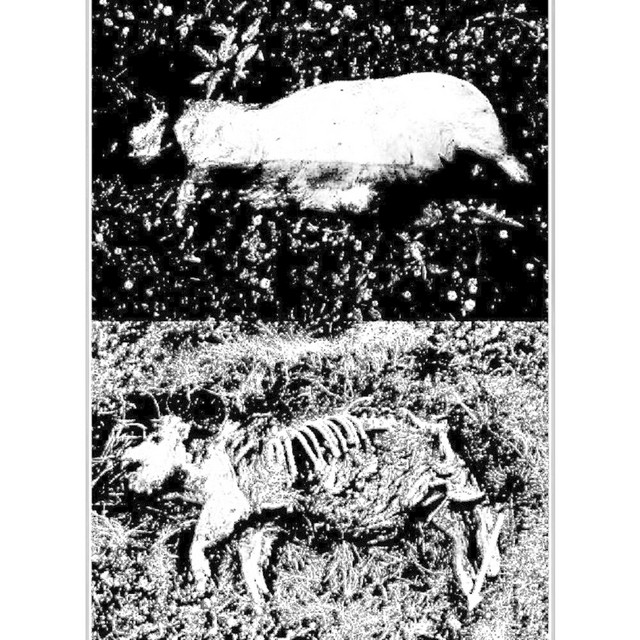 ADVANCED DECAY cover art