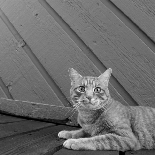 100 Best Nature Sounds for Cat Relaxation cover art