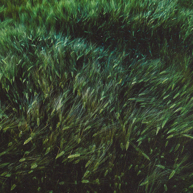 windswept
