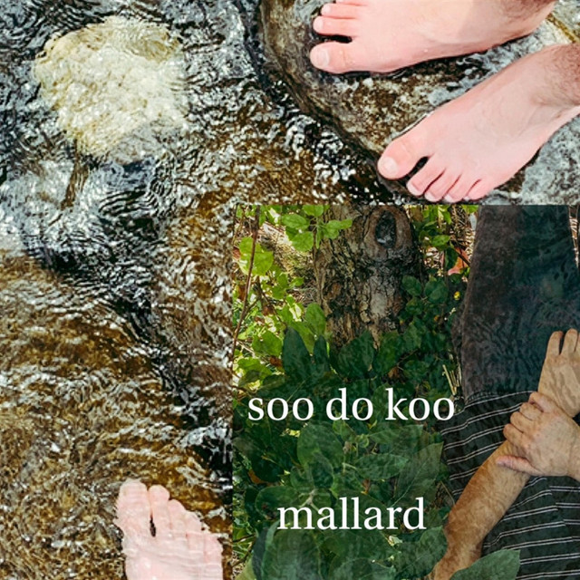 Mallard cover art