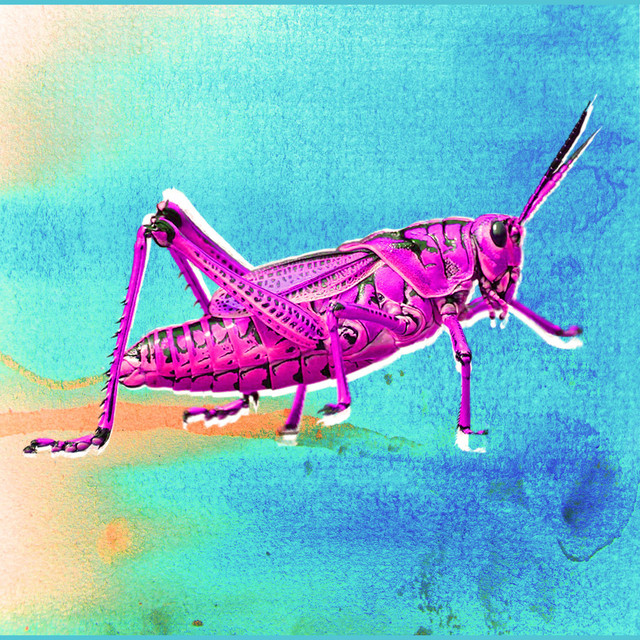 Bugs & Beetles cover