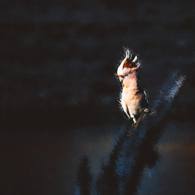 Dawn Chorus cover art