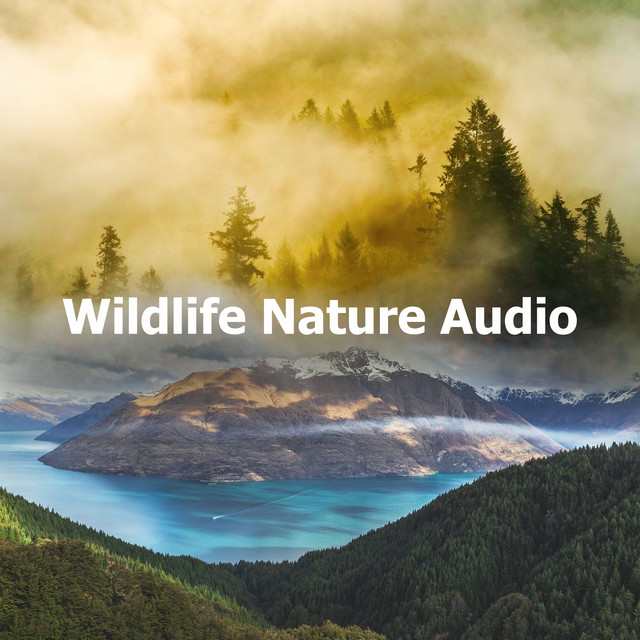 Wildlife Nature Audio - Album by Nature Field Recordings | Spotify