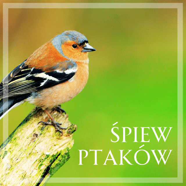 Śpiew ptaków – leśna kąpiel cover art