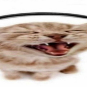 coopycoopy