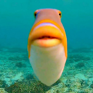 Fish’s Gd showcases