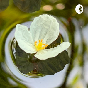 あわさんご | Podcast on Spotify