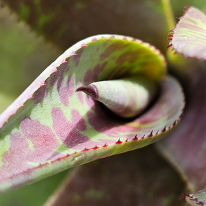 purple calathea plant Calathea roseopicta 'Pink Star'