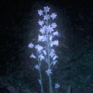 Eternal beauty subliminals