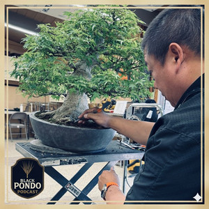 37 Peter Tea- Part 2 - Deciduous Bonsai - The Black Pondo Podcast | Podcast  on Spotify