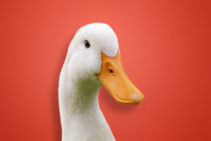 AugustTheDuck