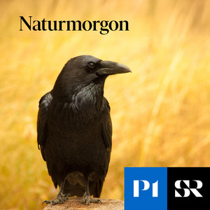 Naturmorgon podcast cover