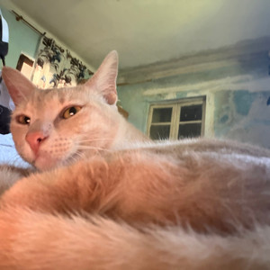 I like cats