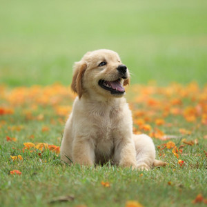 High pitch whistle to stop dog barking 