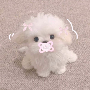 Puppy’s pod
