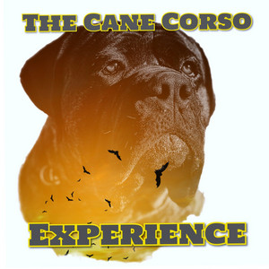 The Cane Corso Experience | Podcast on Spotify