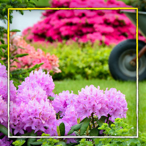 rhododendron und koniferen Rhododendron Roseum Elegans | 60-80 cm mit Wurzelballen