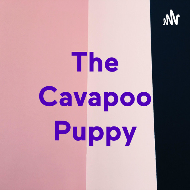 The Cavapoo Puppy | Podcast on Spotify