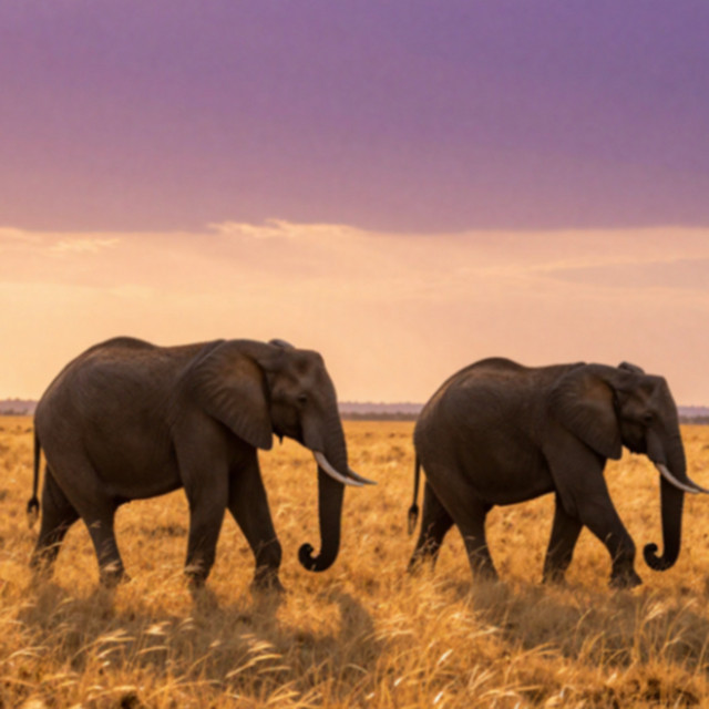 Portada de Documentales de Naturaleza
