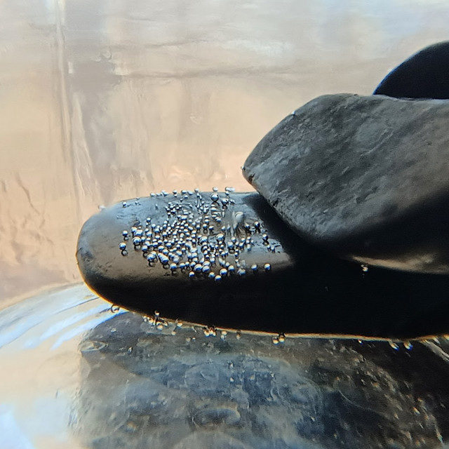 Shungite rock for EMF absorption and/or making Structured Water
