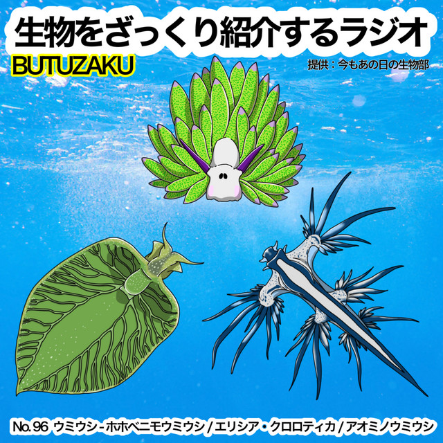 第96話：✉️🐦「ウミウシ - ホホベニモウミウシ / エリシア