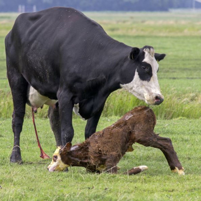 Aggressive cows. What am I doing wrong? | Page 4 | The Farming Forum
