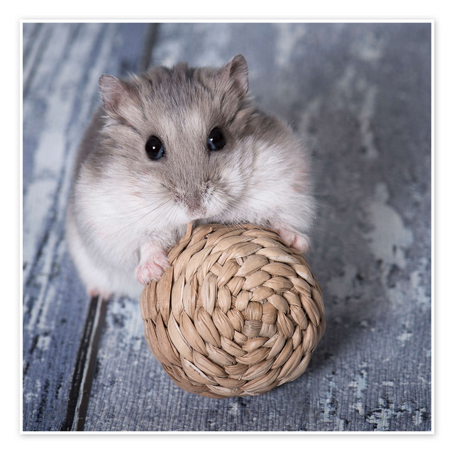 S25E03: Vad är min hamster värd? Om juridik och djur.