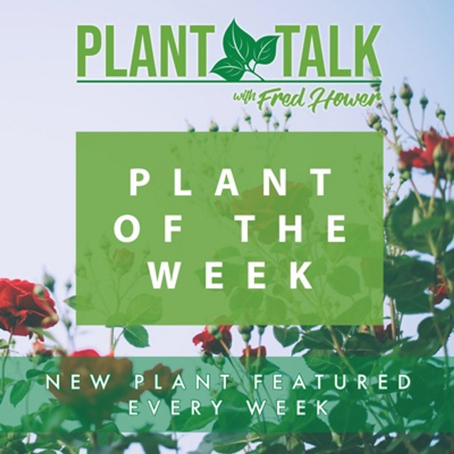 Plant Of The Week | Podcast on Spotify