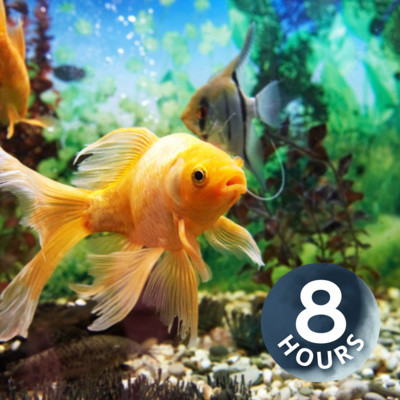 Fish Tank Soothing Water Sounds 8 Hours - Relaxing White Noise ...