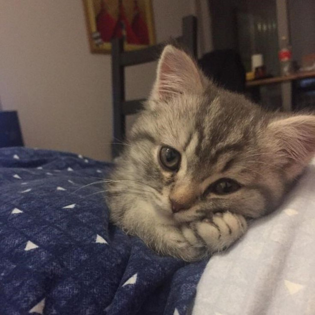 7 Weeks And 3 Days Luigi Version