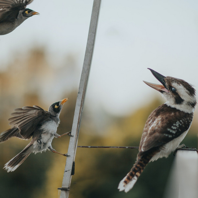 Summer Dawn Birds: 8-Hour Serene Morning Soundscape for Restful Repose ...