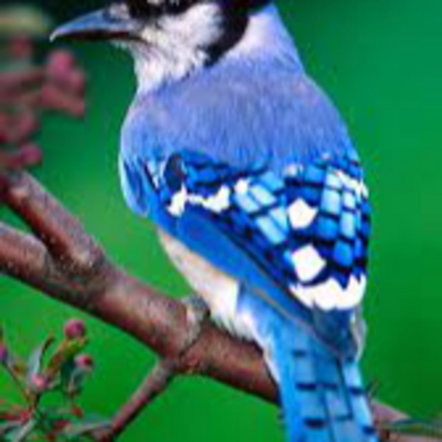 Relaxing Birds Meditation For Deep Sleep Background Music For