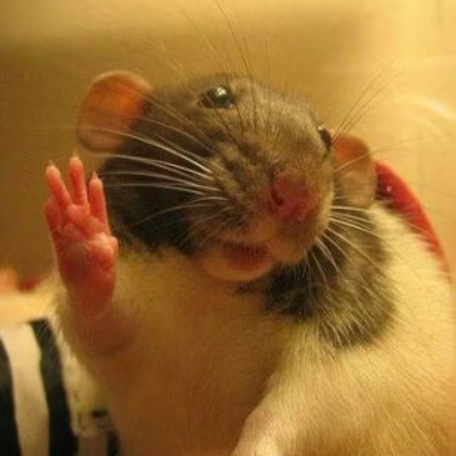 Coenta