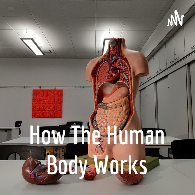 How The Human Body Works | Podcast on Spotify