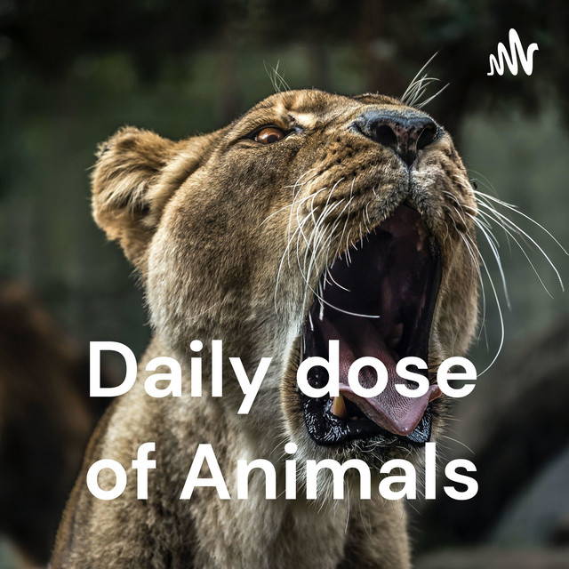 Daily dose of Animals | Podcast on Spotify