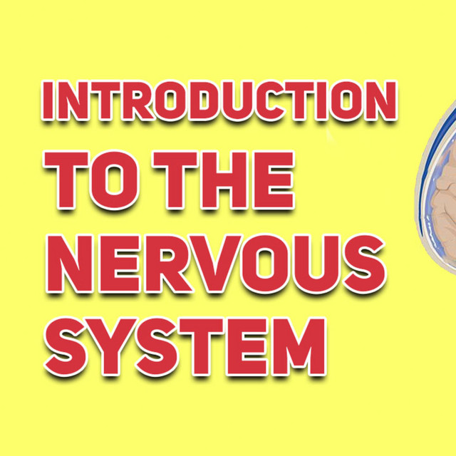 Introduction To The Nervous System In Under 7 Minutes - The Anatomy ...
