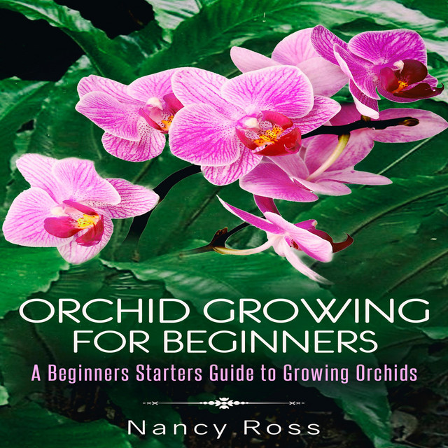 orchid-growing-for-beginners-a-beginners-starters-guide-to-growing