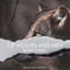 Of Wolves and Men cover