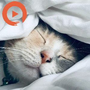 A Very Pleasant Covers Playlist by Musicto | Listen on Spotify, Apple Music, YouTube Music & more