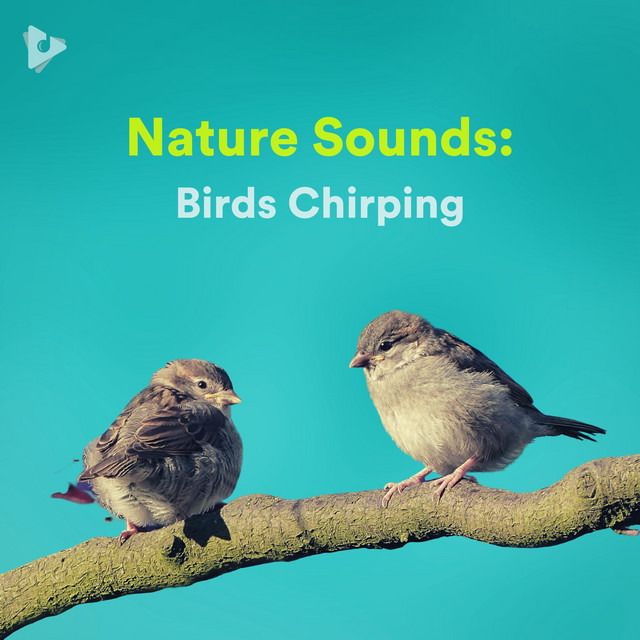 Nature Sounds: Birds Chirping playlist | Lullify