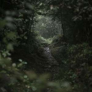 deep in the forest - playlist by peanut butter crackers | Spotify