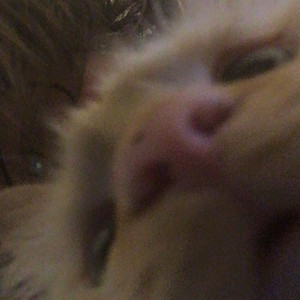 hazel