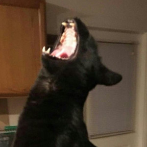 Cal