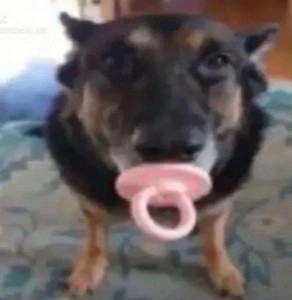 Cachorro