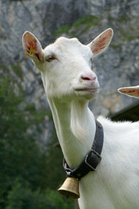 Benjiman